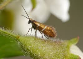 Attēlu rezultāti vaicājumam “Micropterix aureatella”