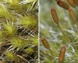 Attēlu rezultāti vaicājumam “Racomitrium heterostichum”