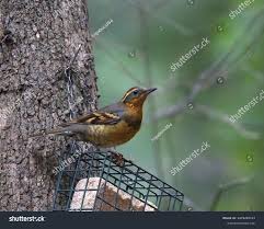 Image result for Ixoreus naevius