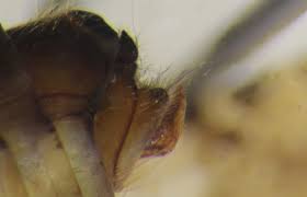 Attēlu rezultāti vaicājumam “Glyphotaelius pellucidus”