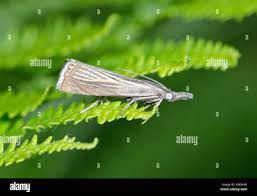 Attēlu rezultāti vaicājumam “Chrysoteuchia culmella”