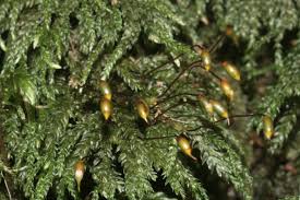 Attēlu rezultāti vaicājumam “Thamnobryum alopecurum”