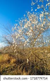 Attēlu rezultāti vaicājumam “Salix pentandra leaf”
