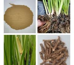 Image result for Acorus calamus