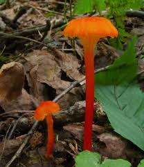 Attēlu rezultāti vaicājumam “Hygrocybe cantharellus”