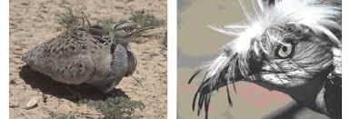 Image result for Chlamydotis macqueenii