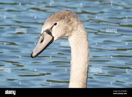 Attēlu rezultāti vaicājumam “Cygnus olor juvenile”