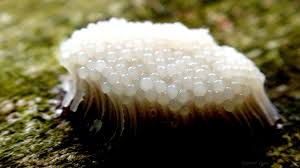 Attēlu rezultāti vaicājumam “Stemonitis splendens macro”