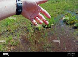 Attēlu rezultāti vaicājumam “Utricularia minor”