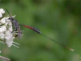 Attēlu rezultāti vaicājumam “Gasteruption jaculator”