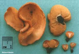 Attēlu rezultāti vaicājumam “Otidea onotica”