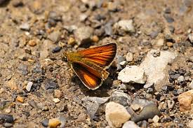 Attēlu rezultāti vaicājumam “Thymelicus lineola female”