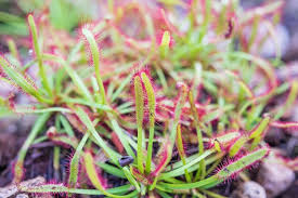 Attēlu rezultāti vaicājumam “Drosera anglica flower”