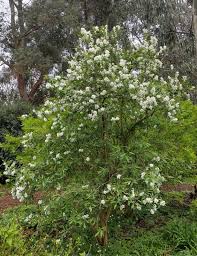 Attēlu rezultāti vaicājumam “Exochorda giraldii var. wilsonii”