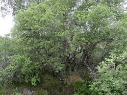 Attēlu rezultāti vaicājumam “Salix aurita”