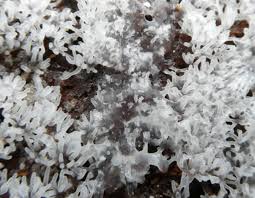 Attēlu rezultāti vaicājumam “Ceratiomyxa fruticulosa spores”