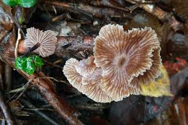 Attēlu rezultāti vaicājumam “Didymium xanthopus macro”