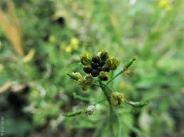 Attēlu rezultāti vaicājumam “Rorippa palustris fruit”