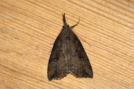 Attēlu rezultāti vaicājumam “Hypena rostralis”