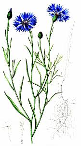 Attēlu rezultāti vaicājumam “Cyanus segetum”