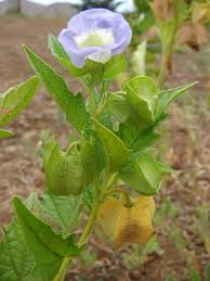 Attēlu rezultāti vaicājumam “Nicandra physalodes fruit”