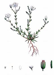 Attēlu rezultāti vaicājumam “Sagina nodosa flower”