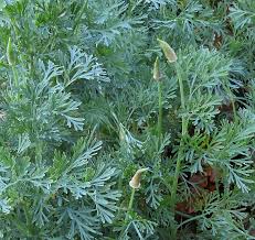 Attēlu rezultāti vaicājumam “Oenothera rubricauli leaf”