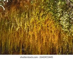 Attēlu rezultāti vaicājumam “Sphagnum angustifolium”