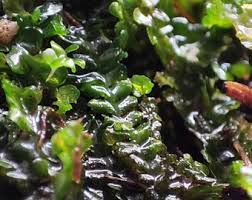 Attēlu rezultāti vaicājumam “Chiloscyphus polyanthos”