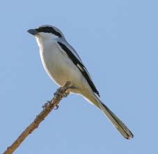 Attēlu rezultāti vaicājumam “Lanius excubitor adult”