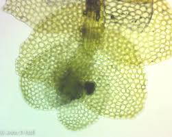 Attēlu rezultāti vaicājumam “Calypogeia”