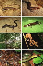 Attēlu rezultāti vaicājumam “Serpentes”