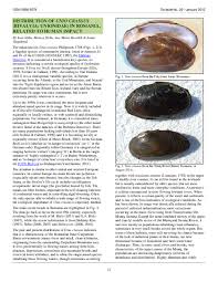 Attēlu rezultāti vaicājumam “Unio crassus”