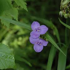 Attēlu rezultāti vaicājumam “Tradescantia virginiana flower”