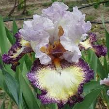 Attēlu rezultāti vaicājumam “Iris rosenbachiana”