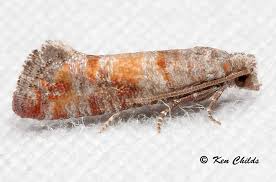 Attēlu rezultāti vaicājumam “Rhyacionia pinicolana”