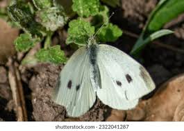 Attēlu rezultāti vaicājumam “Pieris rapae”