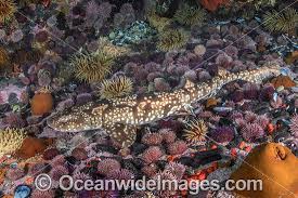 Image result for Haploblepharus pictus