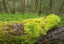 Attēlu rezultāti vaicājumam “Lampropteryx suffumata”