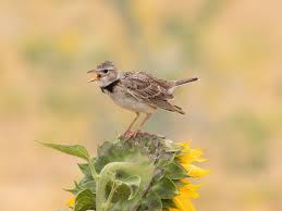 Image result for Melanocorypha calandra