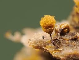 Attēlu rezultāti vaicājumam “Hemitrichia calyculata stalked”