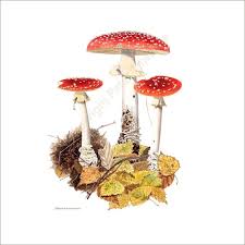 Attēlu rezultāti vaicājumam “Amanita muscaria”