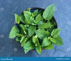 Attēlu rezultāti vaicājumam “Melissa officinalis leaf”