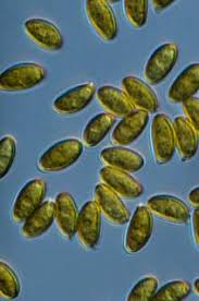Attēlu rezultāti vaicājumam “Didymium serpula spores”