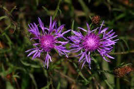 Image result for Flockenblume