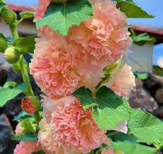 Image result for Alcea rosea `Appleblossom`
