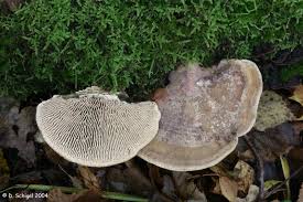 Attēlu rezultāti vaicājumam “Daedalea quercina”