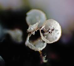 Attēlu rezultāti vaicājumam “Badhamiopsis macrospora macro”