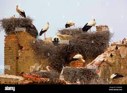 Attēlu rezultāti vaicājumam “Ciconia ciconia nest”
