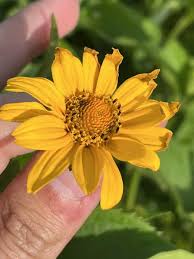 Image result for Heliopsis scabra
